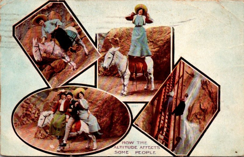 Donkeys Multi View How Thw Altitude Affects Some People 1914