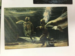 Marineland Florida Lot of 4 Postcards Giant Turtle Porpoise Feeding Time