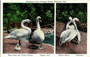 Washington Park Zoological Garden, Milwaukee Mute Swan Pelican Vtg Postcard P15