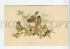 444096 KLEIN Parus Birds on Tree SPRING snowberry Vintage postcard TSN #169