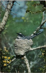Grey Fantail Bird Birds Unused Littlejohns Postcard G47