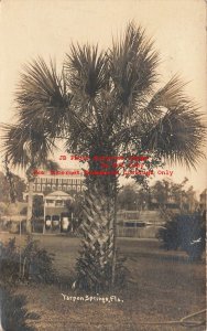 FL, Tarpon Springs, Florida, RPPC, Palm Trees, Hotel?, Photo