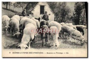 Old Postcard Pyrenees Sheep grazing