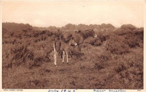 US47 UK England New Forest ponies 1945