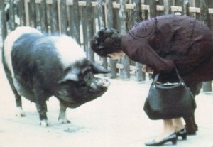 Woman Almost Kissing Blue Pig Animal Comic Real Photo Postcard