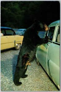 1957 Native Black Bear Great Smoky Mountains National Park Hwy Posted Postcard