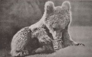 Bear Eating Treacle Golden Syrup Can Antique Animal Postcard