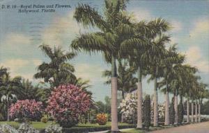 Royal Palms And Flowers Hollywood Florida 1946