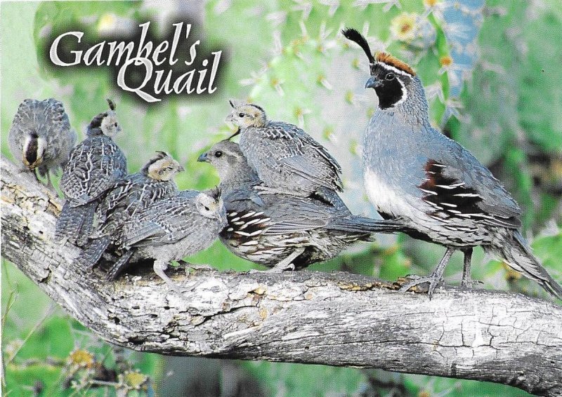 A Family of Gambel's Quail Birds Found in the American Southwest and in Mexico