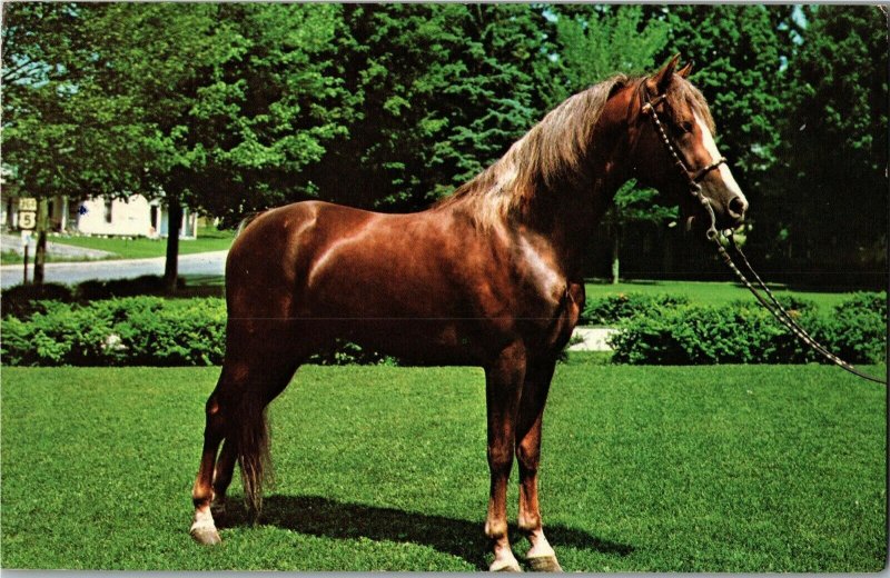Morgan Stallion Bonavista Magi Amhr Barton VT Vintage Postcard D51