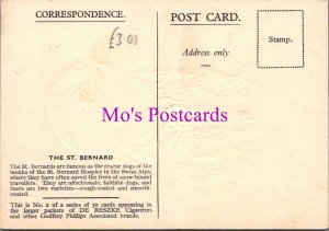 Animals Postcard - Dogs, The St Bernard  DZ353