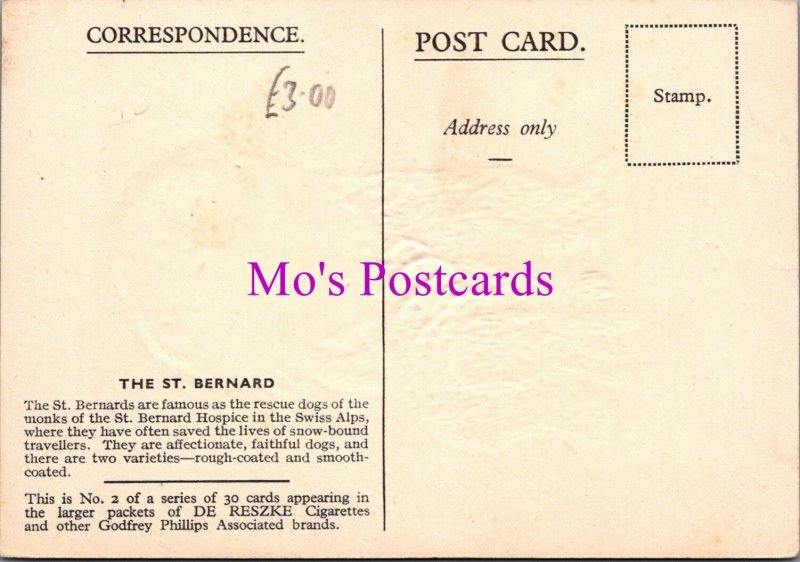 Animals Postcard - Dogs, The St Bernard  DZ353
