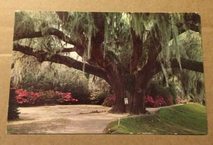 VINTAGE UNUSED POSTCARD - MIDDLETON OAK, MIDDLETON GARDENS NEAR CHARLESTON, S.C.