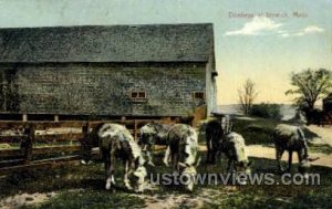 Donkeys - Ipswich, Massachusetts MA  