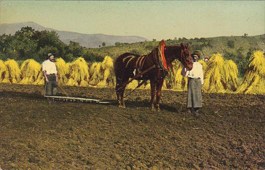 Harvest Scene Hay Making Horse And Plow