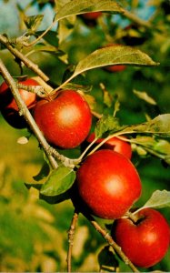 Canada World Famous Nova Scotian Apples 1972