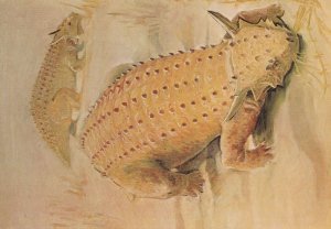 Elgin Fossil Reptiles from Permian Desert Scottish Museum Postcard