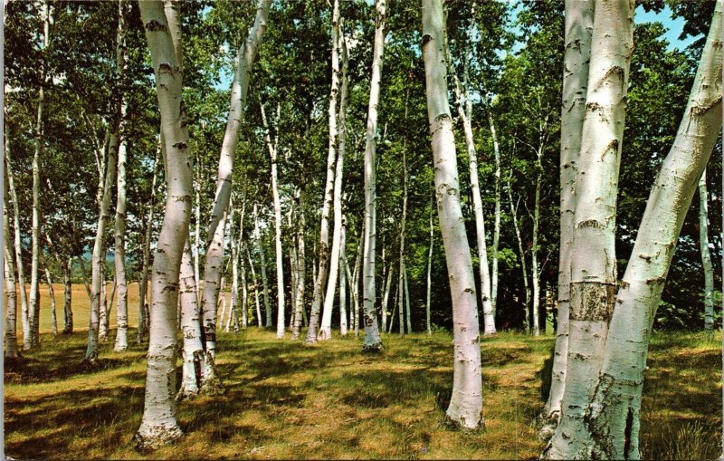 White Birch New England Postcard VTG UNP Koppel Vintage Unused Chrome 