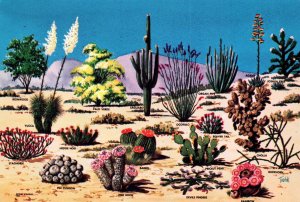 Cacti and Desert Flora of the Great Southwest
