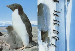 Mother & Chick Penguin & Penguins Procession 2x Swiss Postcard s
