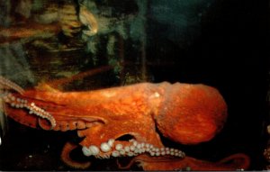 California Marineland The Dreaded Octopus