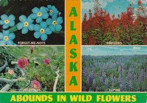 Alaska Anchorage World Famous Alaskan Wild Flowers