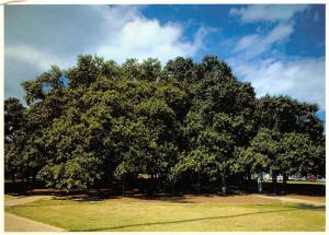 Banyan Tree - Lahaina, Maui