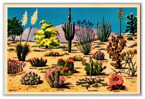 Postcard Cacti And Desert Flora Southwest USA Continental View Card