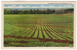 Pineapple Field near Honolulu, T. H.