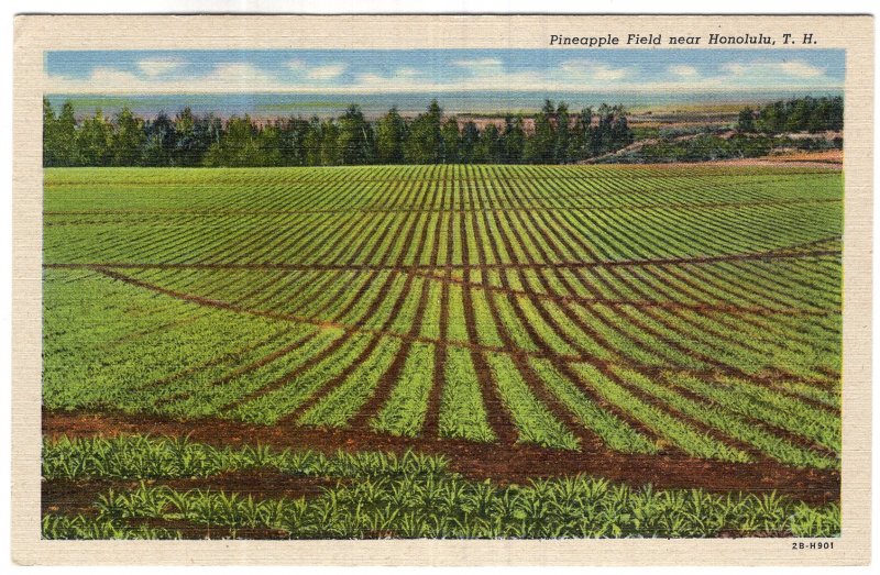 Pineapple Field near Honolulu, T. H.