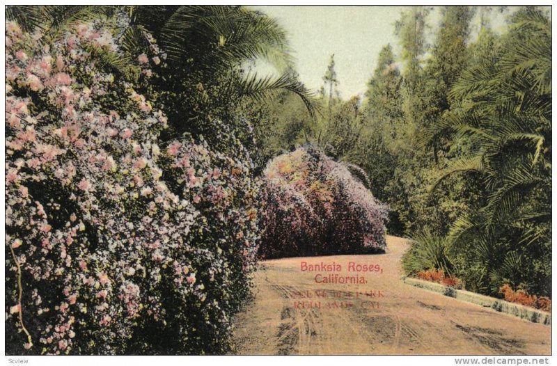 Banksia Roses, California, 1900-1910s