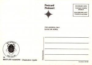 Animals Postcard - South Africa Stamp, Insects, Beetle  RR22708