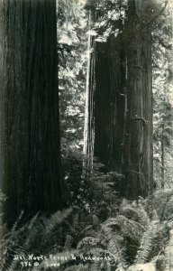 c1940 Del Norte Ferns and Redwoods - Redwood Forest California  Vintage Postcard