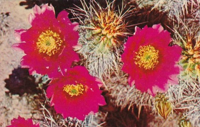 Desert Cactus Blossom