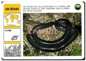 Map caecilians WWF