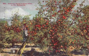 Apple Picking Harvest on Midland RR Grand Valley Colorado 1911 postcard