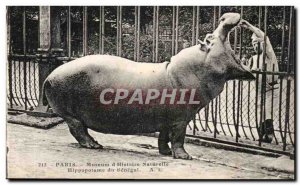 Old Postcard Paris Museum of History Natureile Hippo Senegal