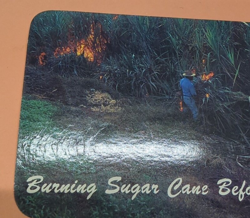 Burning Sugar Cane Before Harvest In Hawaii Vintage Unposted Postcard