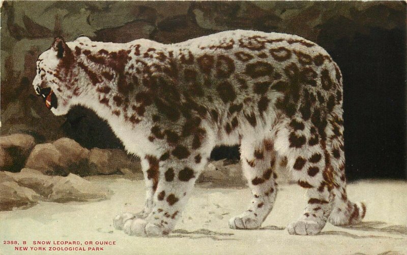 c1910 Postcard 2358 B, Snow Leopard or Ounce, New York Zoological Park Unposted