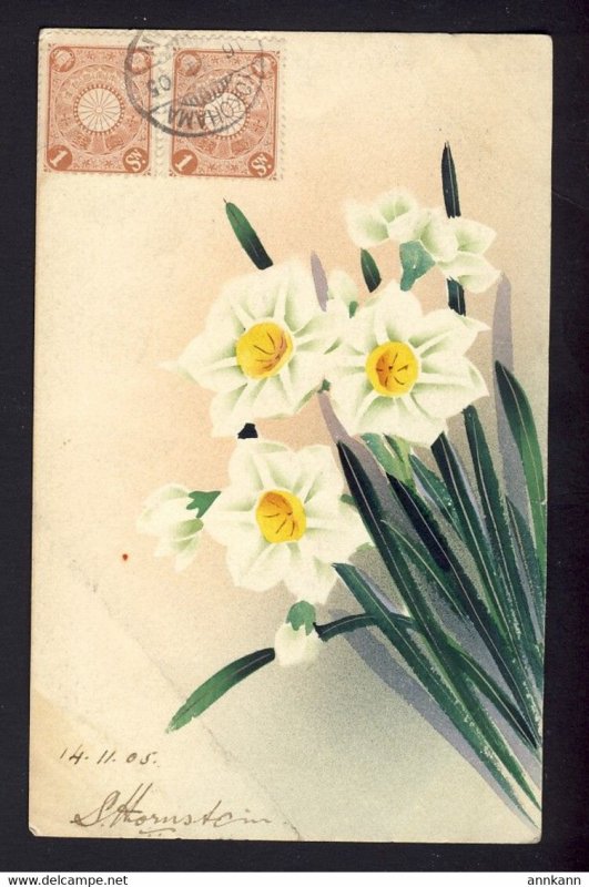 Hand drawn / painted watercolor 1905 Narcissus daffodil flowers Yokohama Japan