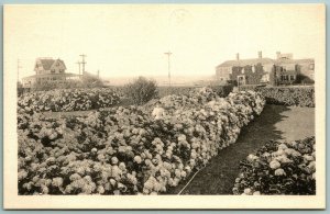 Hydrangeas Flower Garden Nantucket  MA H Marshall Gardiner UNP DB postcard J5
