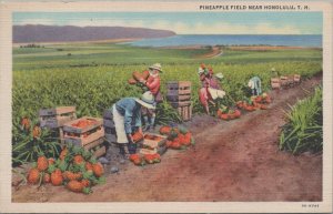 Postcard Pineapple Field Near Honolulu  Hawaii HI