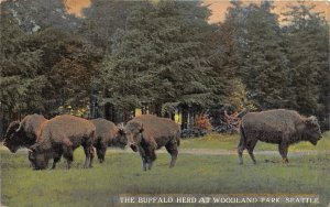 Buffalo Bison Herd Woodland Park Seattle Washington 1910c postcard