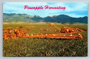 Pineapple Harvesting In Hawaii Vintage Unposted Postcard