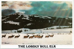 postcard Elk in winter with mountain behind - The Lordly Bull Elk