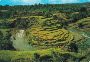 Indonesia Beautiful Rice Fields in Bali Vintage Postcard BS.08