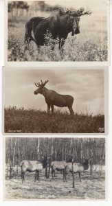 Elk Elks 3x Old Real Photo Rare Postcard s