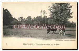 Postcard Old Montgeron Cows In Pature Updates On The Prairie