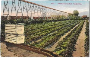 Strawberry Fields in California Farming