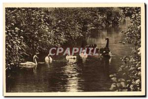 Old Postcard From Cleres Deer Park Zoolofique Black Swans Zoo